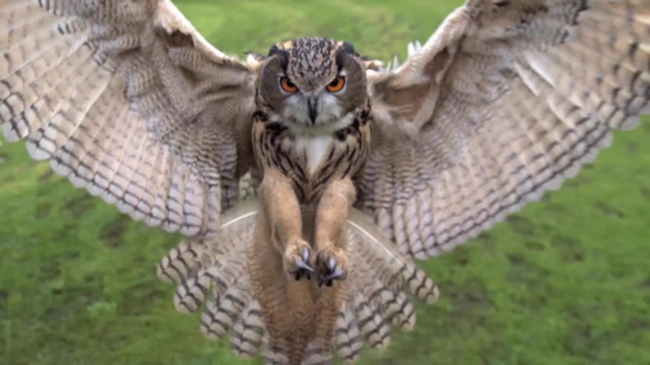 A Eurasian eagle-owl in flight, wings fully spread, photographed head-on against a grassy background.